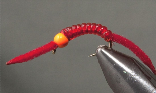 New - Worms & Annelids