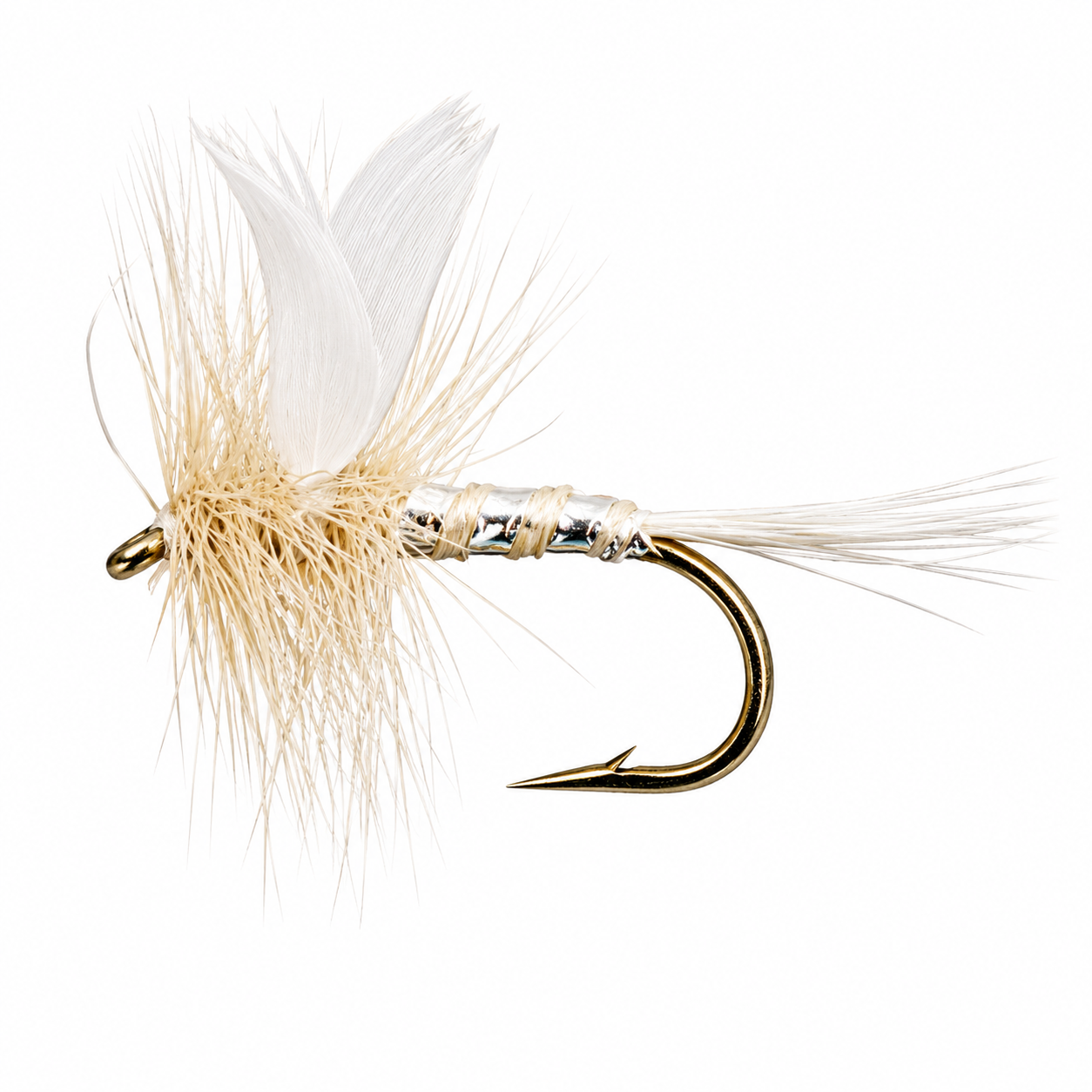 Miller Moth
