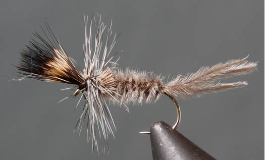 Callibaetis Cripple