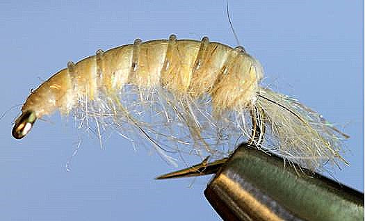 Lite Cream Molting Scuds