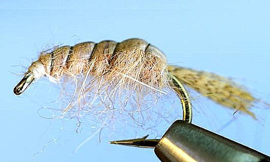 Lite Pink Molting Scuds