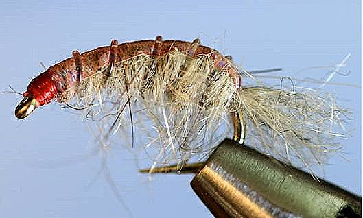 Molting Cuds