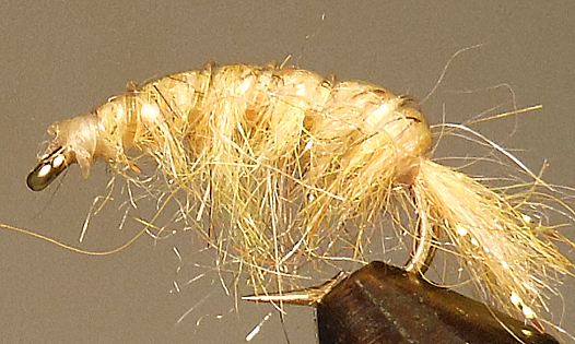 Lite Orange Molting Scuds