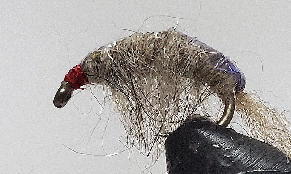 Purple Back Molting Scuds