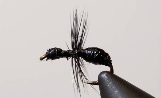 Hard Body Black Ant