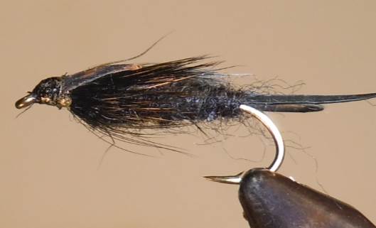 Giant Stonefly Nymphs