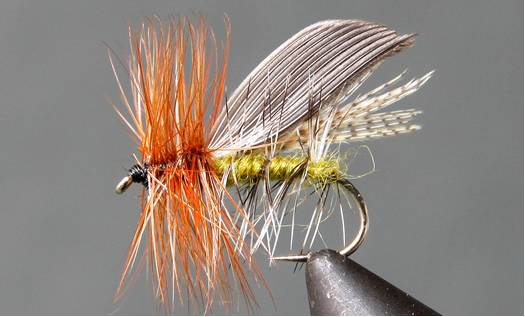 Henryville Caddis