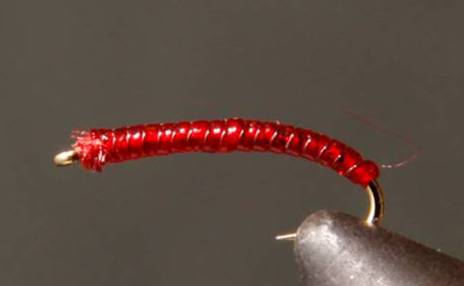 Rock Worm / Annelid - Red or Purple