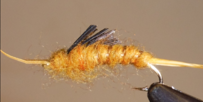 Giant Kauffmann Stonefly Nymphs