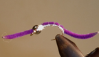 Power Worm - Bead Head