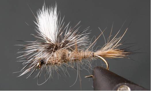 Parachute Caddis