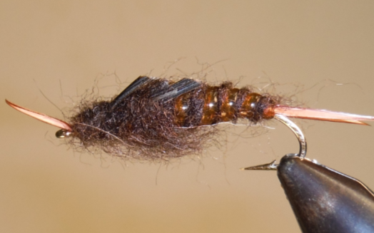 Giant Stonefly Nymphs