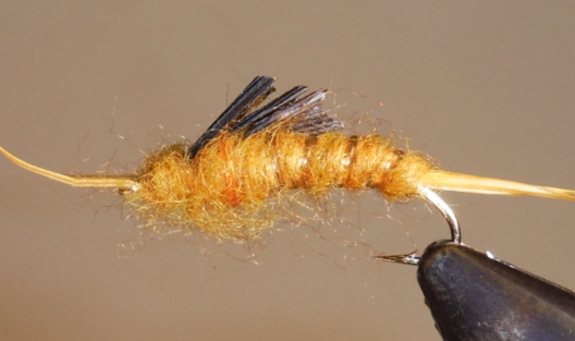 Giant Stonefly Nymphs