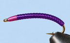 Rock Worms / Annelids