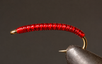 Rock Worms / Annelids