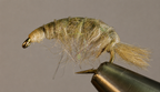 Molting Scuds